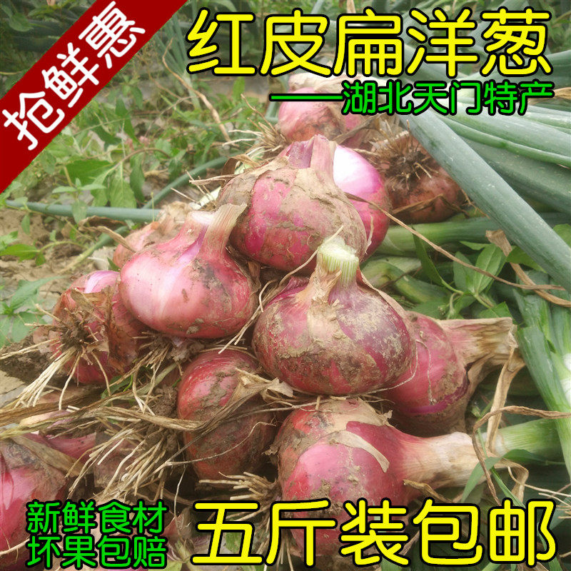 新鲜洋葱湖北特产葱头红皮白葱扁葱蔬菜瓜果5斤