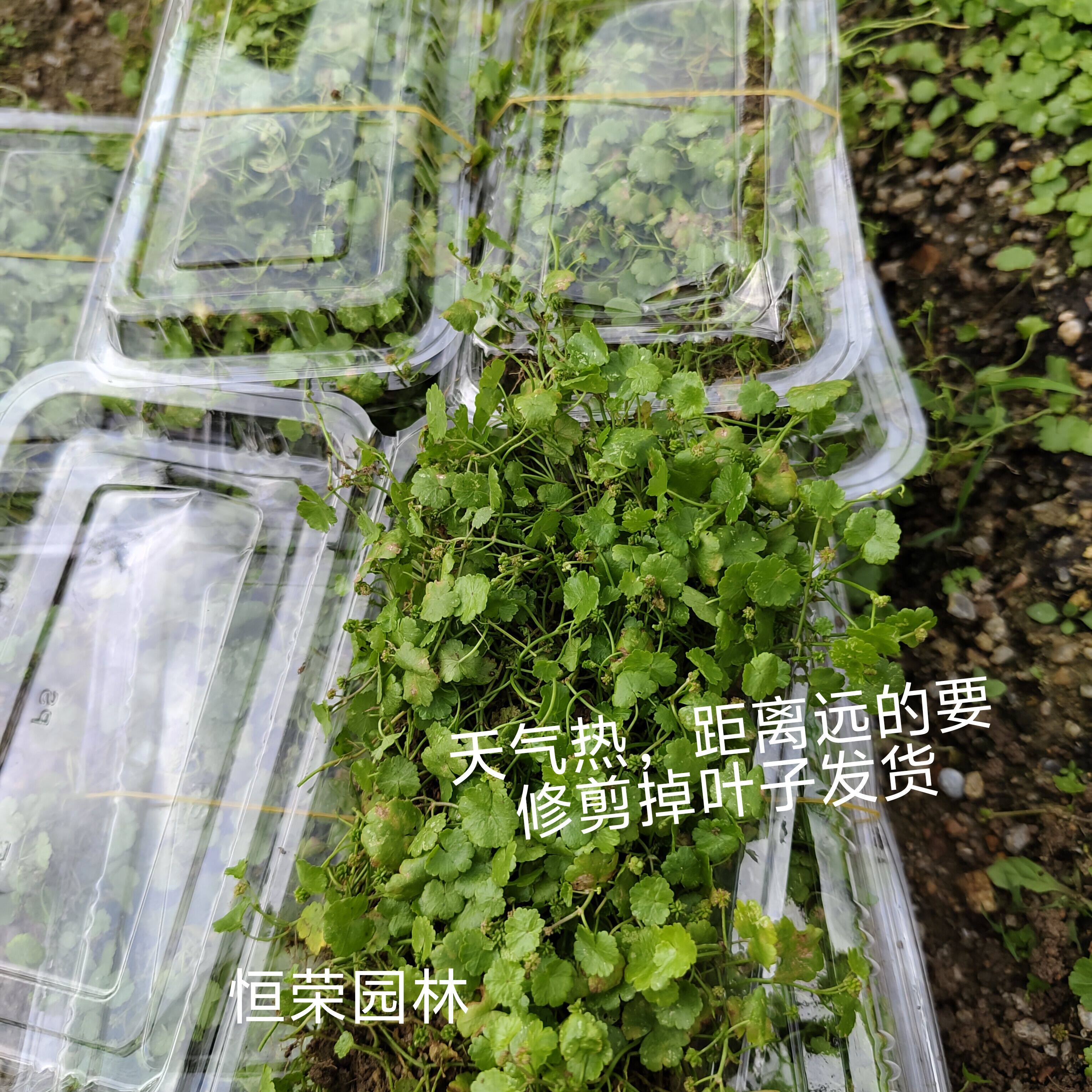 潮汕中草药新鲜铺地锦新鲜天胡荽 植物星秀草步地锦苗 遍地锦叶子