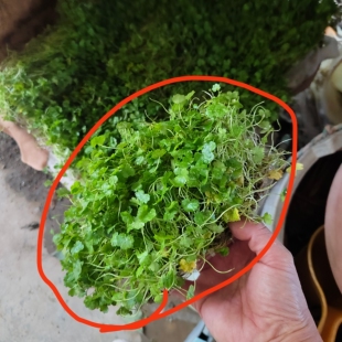 天胡荽破铜钱新鲜遍地锦种植苗 新鲜土地锦绿植 新鲜天胡荽盆栽