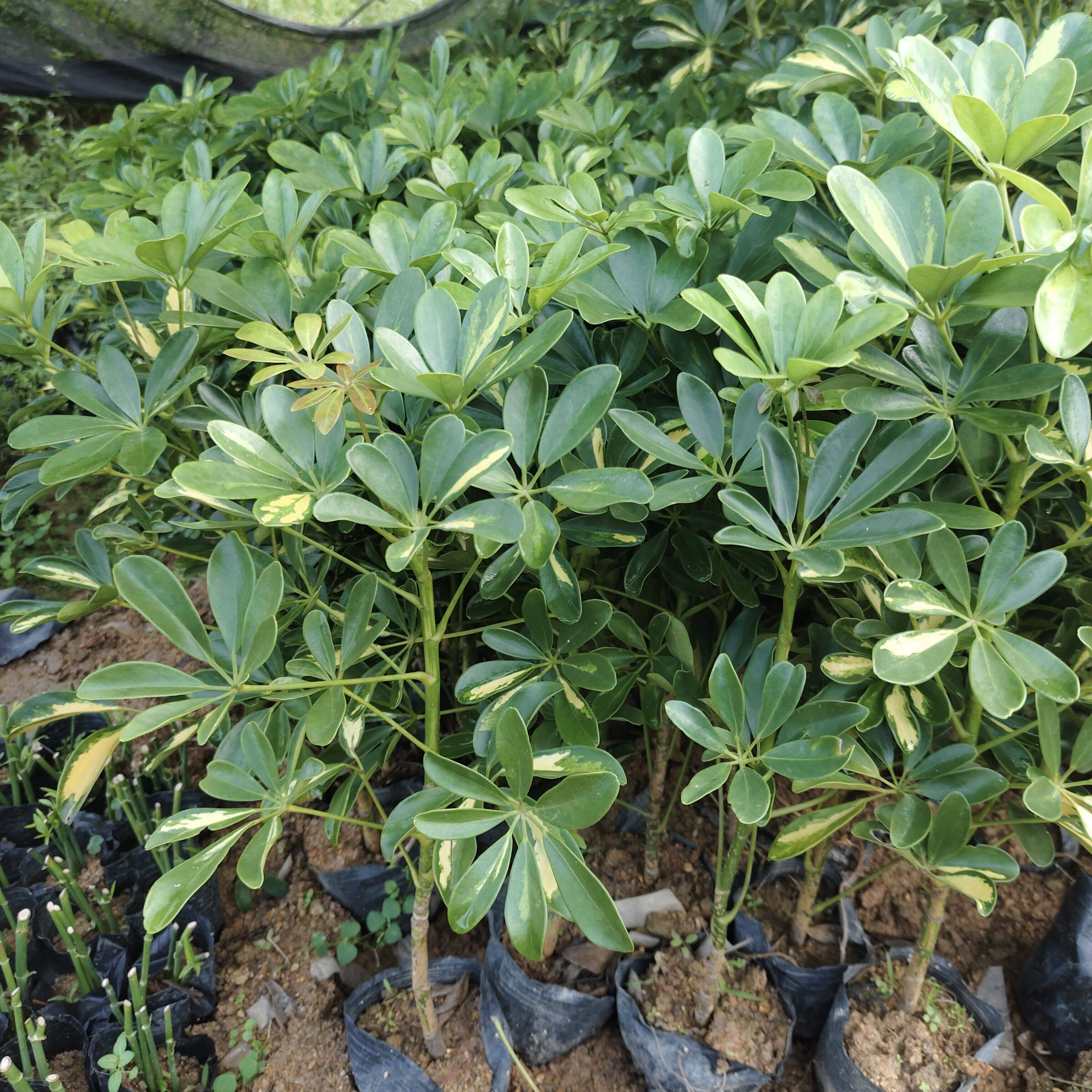 土培鸭掌木盆栽四季常青清新绿植黄金鸭脚木 黄金七叶莲 鹅掌木