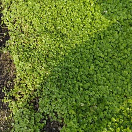 新鲜遍地锦种植苗 新鲜土地锦绿植 新鲜天胡荽盆栽 天湖葵 破铜钱