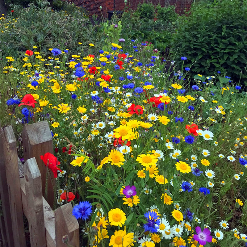 各种花籽一年四季都开花秋季花种子户外野花组合室外庭院花园易活