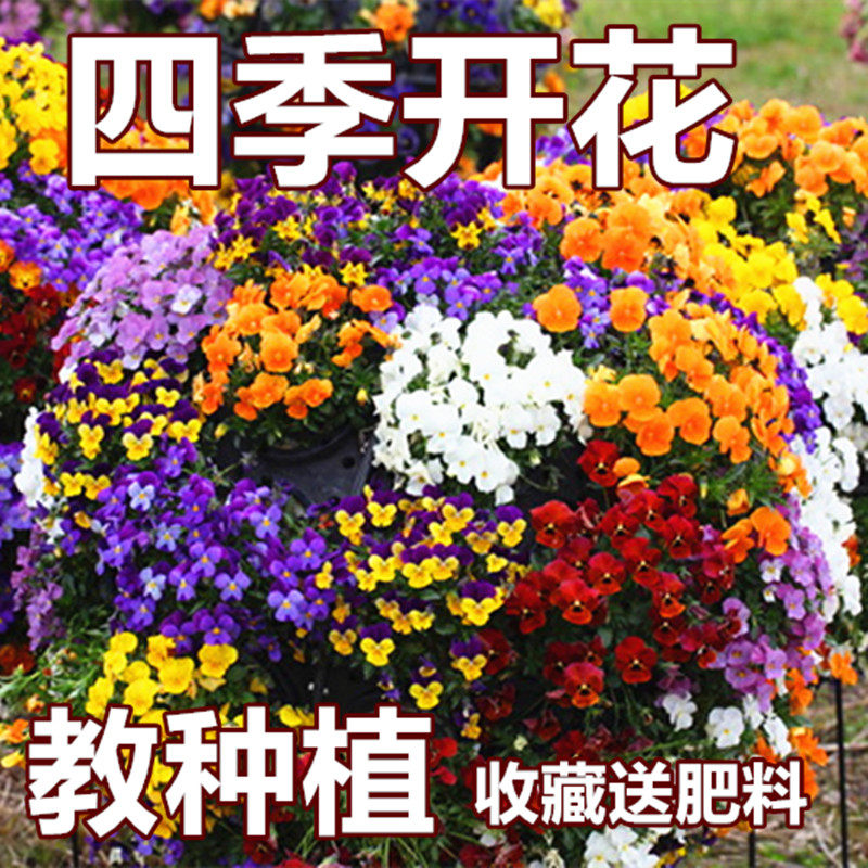 室外冬天易种三色堇花种子猫脸花蝴蝶花种籽子四季开花角瑾花籽仔