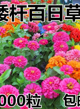 混色草花籽室外白日草种百日草