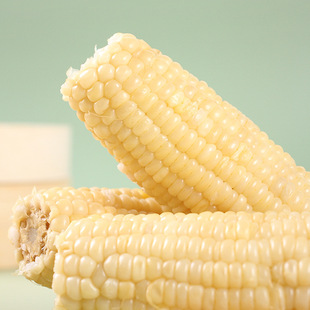 2023纯正五常粘糯甜白玉米上市一箱8根头茬玉米