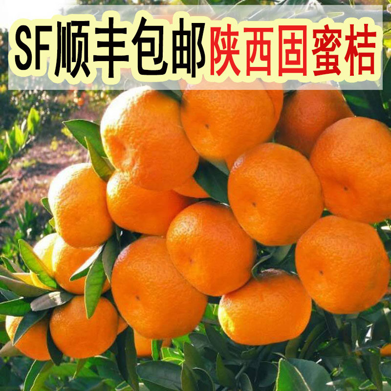 陕西汉中柑橘城固蜜桔黄皮新鲜孕妇水果5斤10斤现摘薄皮顺丰包邮