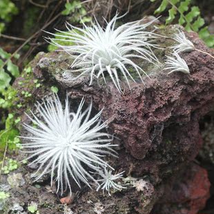 空气凤梨霸王电烫卷艾瑞克贝可利爱情结卡橙卷甜肉章鱼美杜莎柳叶