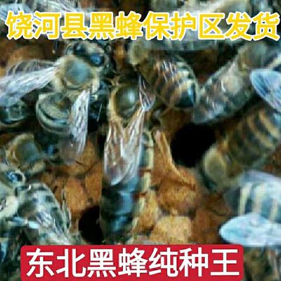 东北黑蜂种王饶河保护区原种一代后代黑意蜂王纯种意蜂四大黑蜂