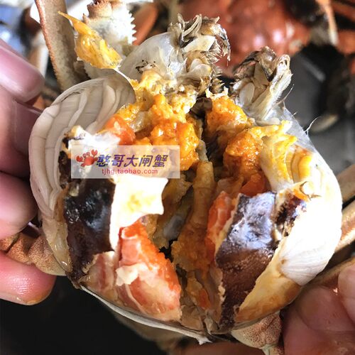 精品大闸蟹礼盒七里海河蟹直发鲜活大螃蟹10只母蟹2.5-2.3两