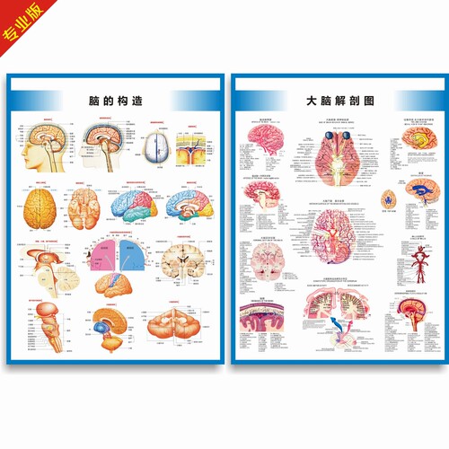 大脑解剖图脑部构造图医学挂图