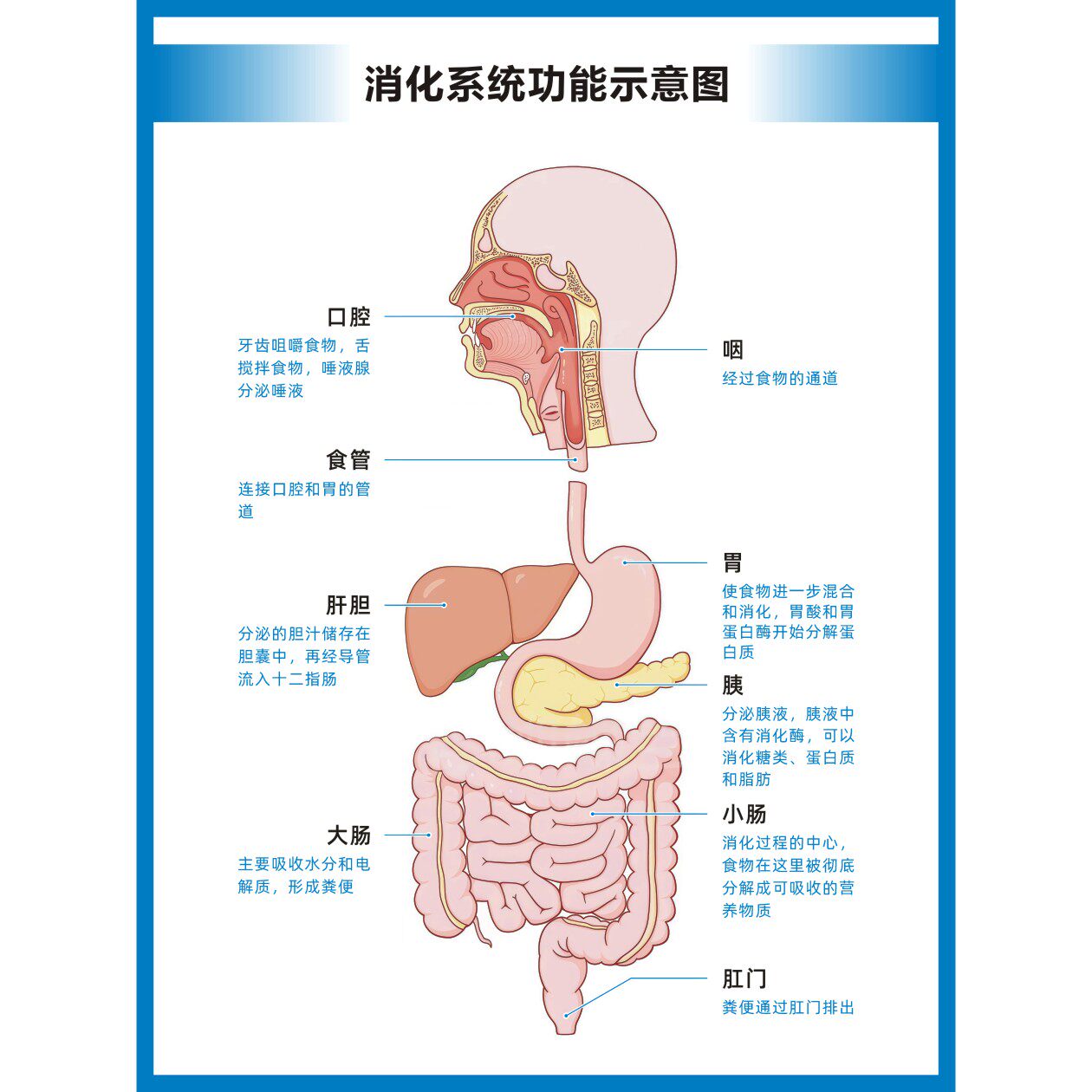 人体消化系统功能示意图消化系统解剖图高清医学挂图