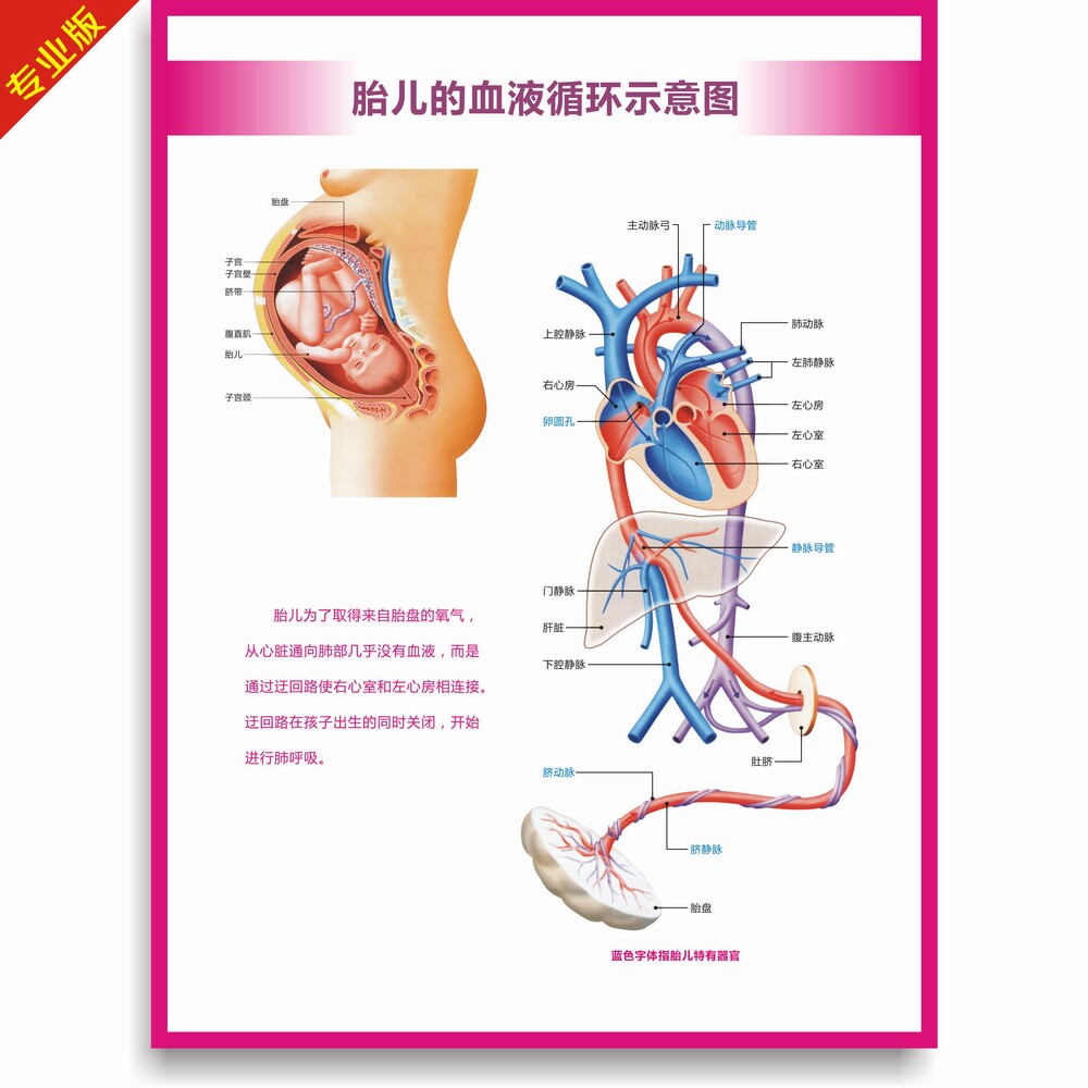 胎儿血液循环系统示意图妇幼医院科室海报挂图医学教学挂图医疗挂
