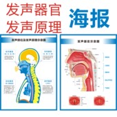 发声器官发音器官部位发声原理示意图声乐教学海报防水背胶挂图