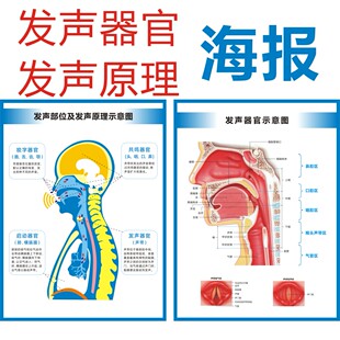发声器官发音器官部位示意图声乐教学海报高清图片防水背胶挂图
