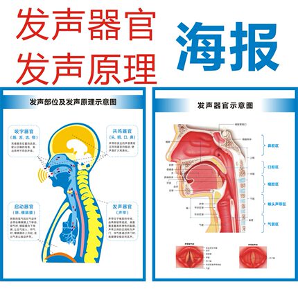 发声器官发音器官部位发声原理示意图声乐教学海报防水背胶挂图