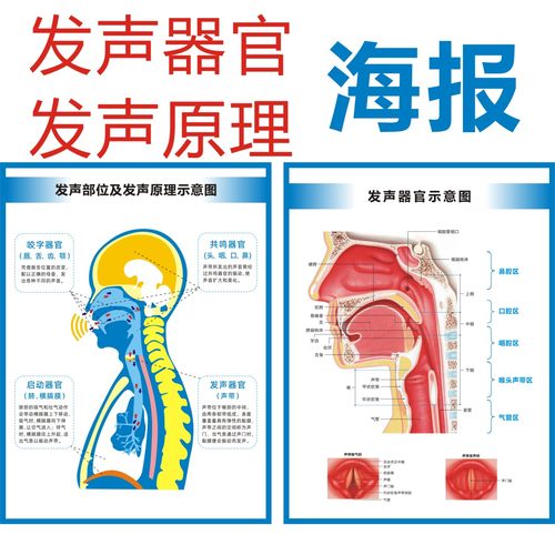 发声器官声乐教学海报