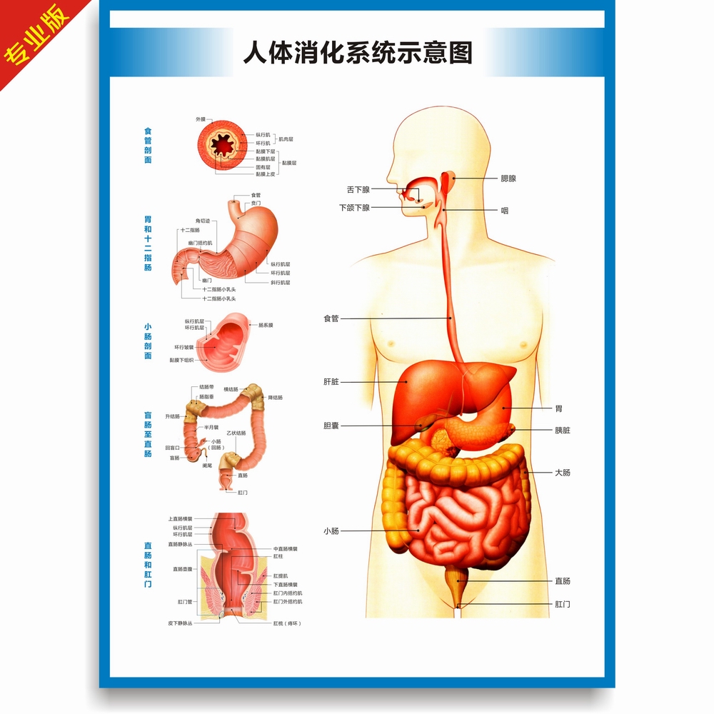 人体消化系统胃大肠肛门解剖图