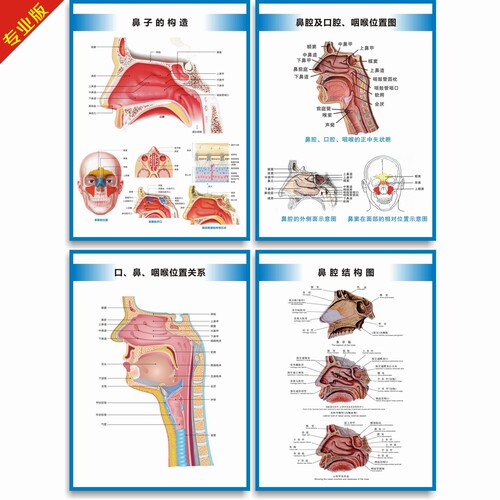 鼻子的解剖图耳鼻喉科室挂图