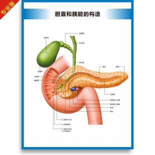 胆囊和胰脏 构造示意图胰脏结构图解剖图医院诊所高清挂图