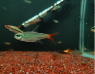 小千鱼室红尾科佩伊南美灯观赏鱼热带鱼翠绿红尾科佩伊依