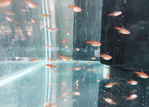 淡水活体小型热带群游灯鱼