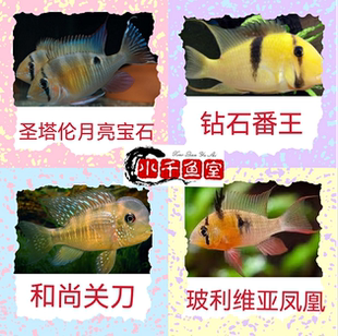 高品质精品圣塔伦月亮潘王藩王宝石和尚关刀玻利维亚凤凰F1观赏鱼