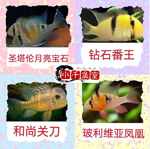 圣塔伦红颊马面蓝颊马面申古宝石