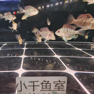 和尚关刀食土鲷鱼顺丰到家包损混养南美风热带群游中型观赏鱼活体