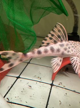 L075南美异型鱼黄金美洲豹异型鱼热带淡水鱼