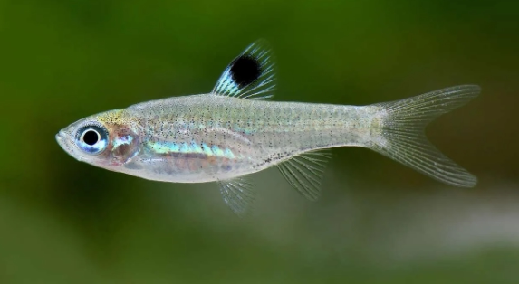 青眼灯青眼一点青眼灯群游灯鱼东南亚进口小型灯科群游鱼草缸灯鱼