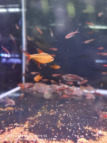 野生柠檬草缸南美水族