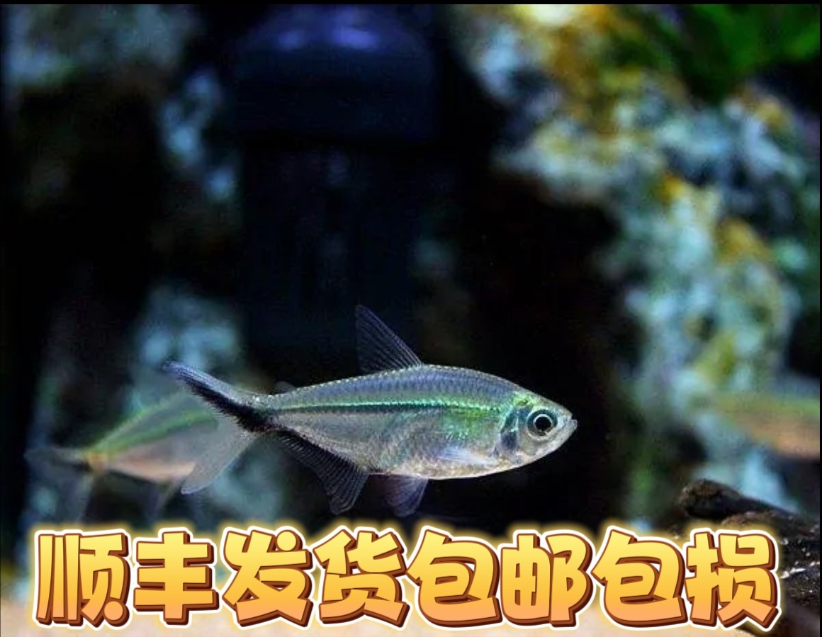 顺丰包邮特价黑尾大勾群游好养皮实新开缸推荐南美草缸