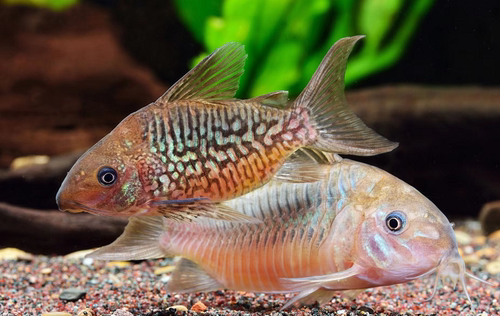 潘鼠高端稀有进口工具鱼