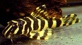 黄金斑马异型鱼L134南美鱼迷宫异形异性高端除褐藻绿藻清缸能手鱼