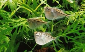 喷点巨斧银燕子巨型喷点斧头燕巨型银燕子草缸南美上层鱼进口稀有