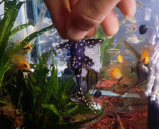 白珍珠剑尾燕尾异型异形黑蜘蛛侠底栖鱼擦缸工具鱼小坦克南美稀有