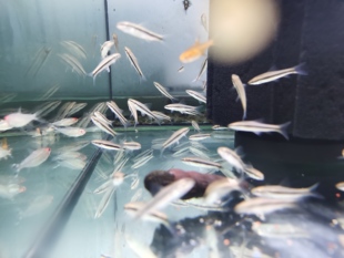 一线飞狐活体灯科群游鱼草缸观赏热带工具清洁鱼除苔除绿藻褐藻