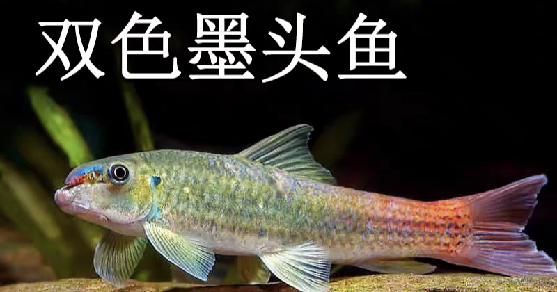 双色墨头鱼彩虹独角兽活体溪流鱼原生鱼观赏鱼冷水鱼淡水