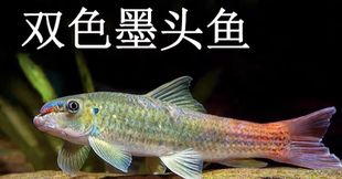 双色墨头鱼彩虹独角兽活体溪流鱼原生鱼观赏鱼冷水鱼淡水