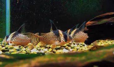 黑剑豹鼠鱼cw027高帆高鳍黑点豹鼠高剑鼠底栖草缸进口南美淡水鱼