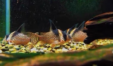 cw027黑剑豹鼠鱼淡水高鳍