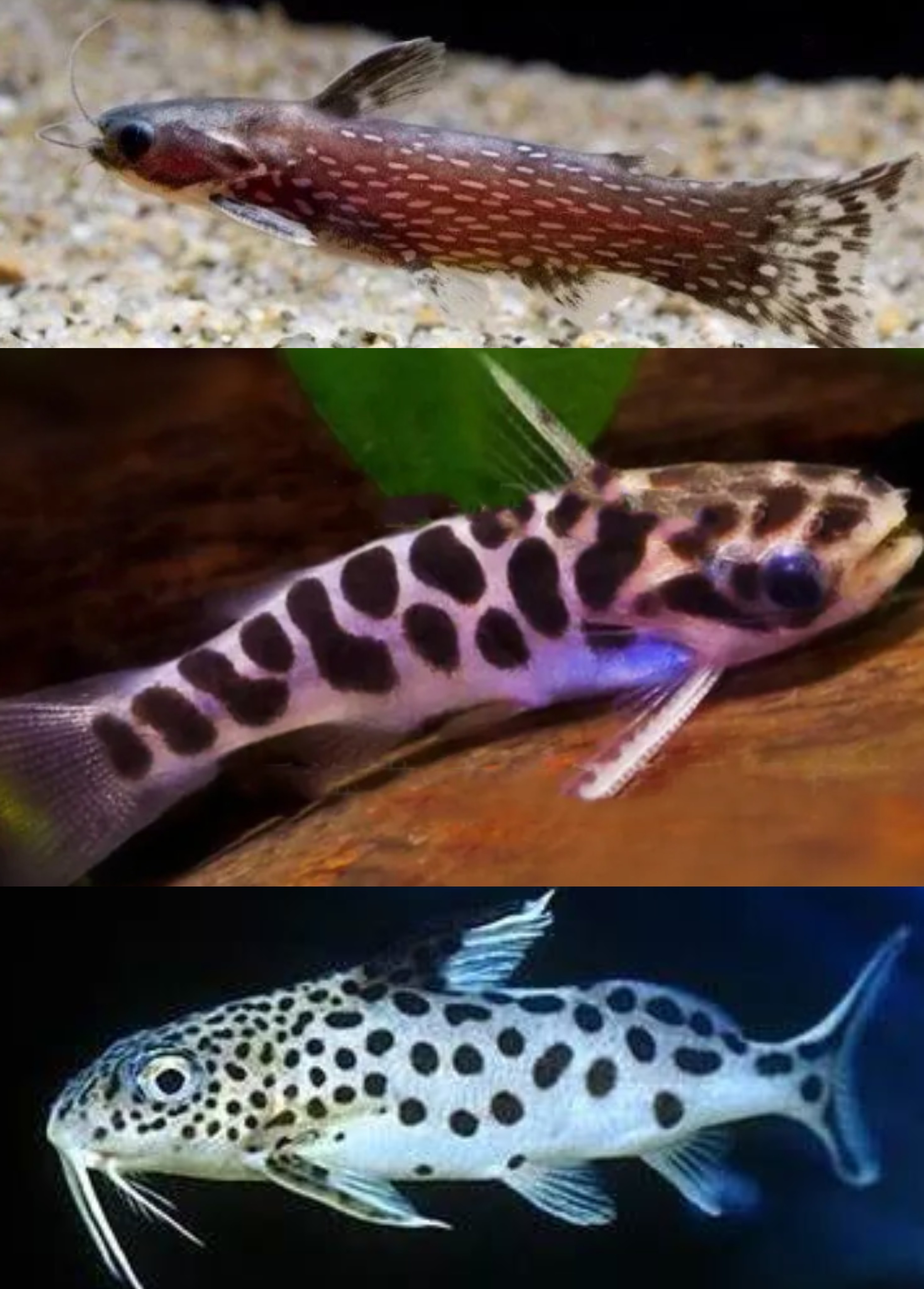 小豹鲸白金豹皮网纹豹鲸银河豹鲸小豹鲸繁星哭猫笑脸猫,宠物/宠物食品及用品,鱼,淘宝优惠券,粉丝福利购,淘宝优惠卷