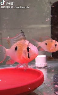 玻利维亚凤凰鱼短鲷食土鲷小型鱼草缸鱼南美鱼漂亮的热带鱼活体鱼