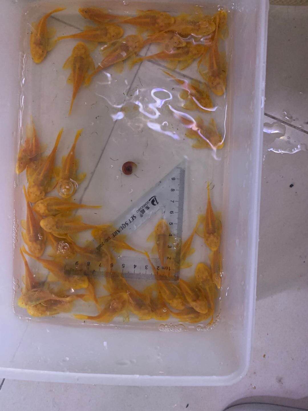 胡子大帆擦缸神器除褐藻绿藻各种藻类清理鱼缸残留物