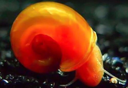 鱼食活饲料虾苹果螺观赏活体