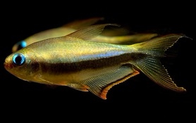 彩虹帝王灯红尾型血翅蓝帝黑帝王灯黄金帝王灯红尾幽灵带鱼观赏鱼