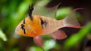 玻利维亚凤凰钻石潘王食土鲷和尚关刀食土鲷圣塔伦月亮宝石南美鱼