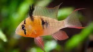 玻利维亚凤凰钻石潘王食土鲷和尚关刀食土鲷圣塔伦月亮宝石南美鱼