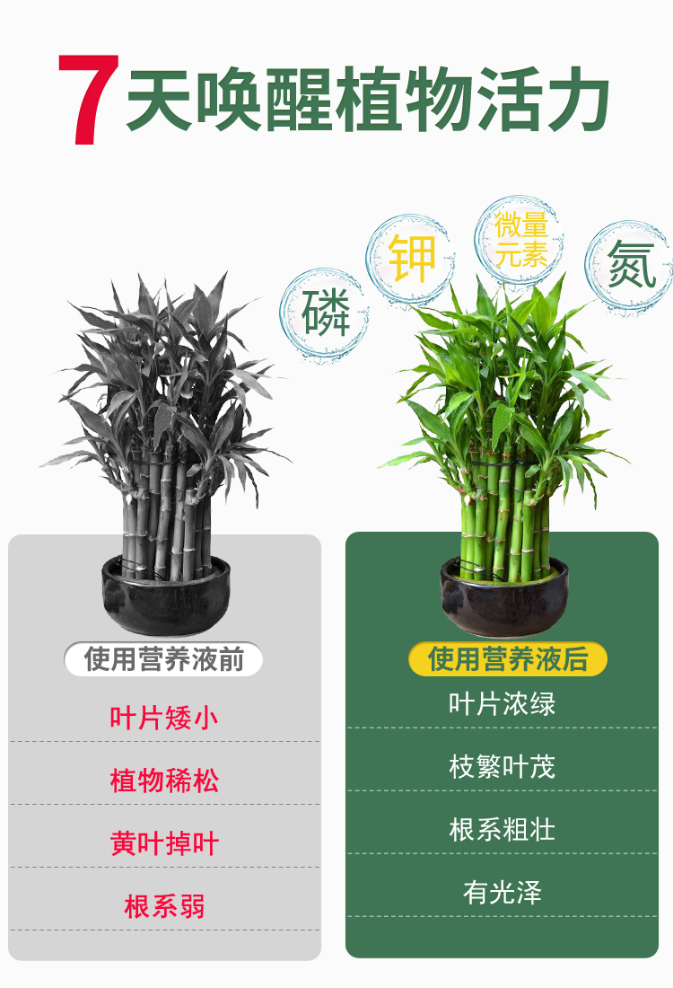 富贵竹营养液专用肥专治叶子发黄水培植物通用型土培盆栽花卉养料