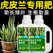 虎皮兰营养液白玉金边虎皮兰专用肥料虎尾兰盆栽植物通用液体肥料